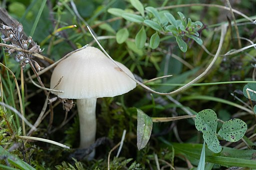 Jungfern-Ellerling, Cuphophyllus virgineus