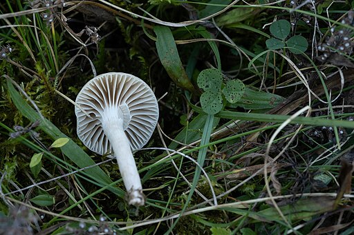 Jungfern-Ellerling, Cuphophyllus virgineus