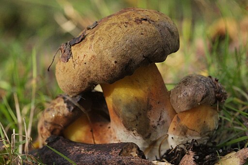 Schwarzblauender Röhrling, Cyanoboletus pulverulentus
