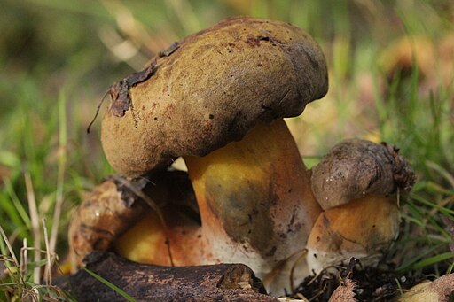 Schwarzblauender Röhrling, Cyanoboletus pulverulentus
