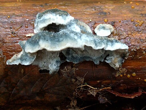 Blauender Saftporling, Cyanosporus caesius