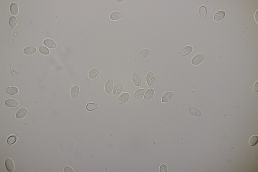 Topf-Teuerling, Cyathus olla