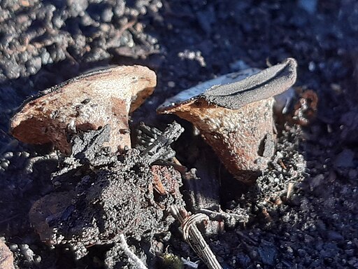 Topf-Teuerling, Cyathus olla