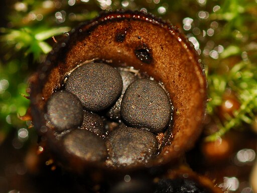 Dung-Teuerling