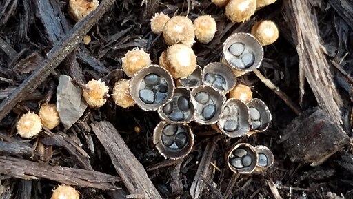 Dung-Teuerling, Cyathus stercoreus