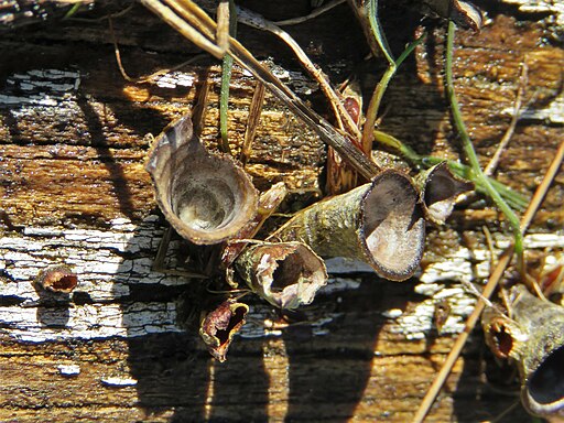 Dung-Teuerling, Cyathus stercoreus