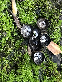 Gestreifter Teuerling, Cyathus striatus