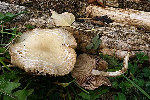 Südlicher Ackerling, Cyclocybe cylindracea