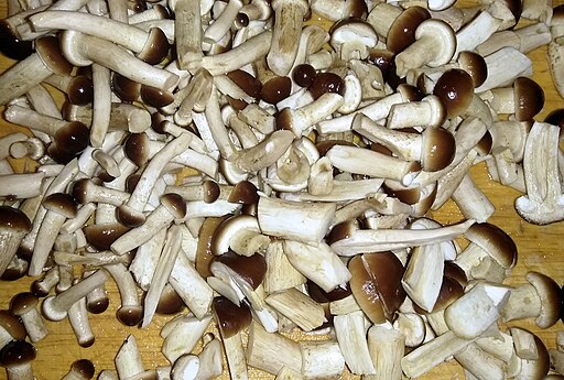 Südlicher Ackerling, Cyclocybe cylindracea