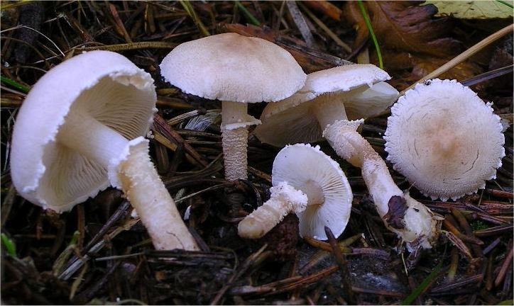 Starkriechender Körnchenschirmling