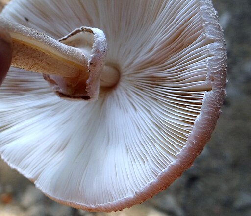 Starkriechender Körnchenschirmling, Cystoderma carcharias