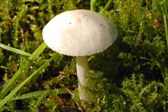 Zierlicher Mehlschirmling