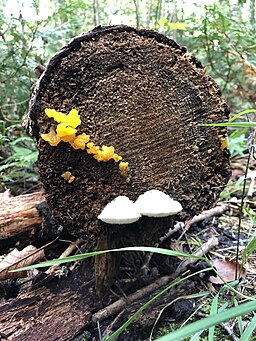 Riesen-Gallertträne, Dacrymyces chrysospermus