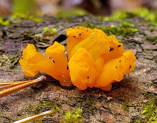 Riesen-Gallertträne, Dacrymyces chrysospermus
