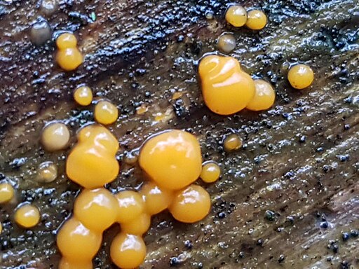 Zerfließende Gallertträne, Dacrymyces stillatus