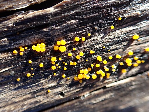Zerfließende Gallertträne, Dacrymyces stillatus