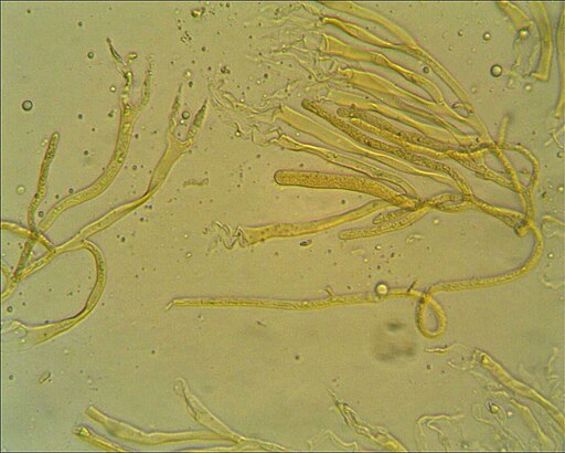 Verschiedensporige Gallertträne, Dacrymyces variisporus