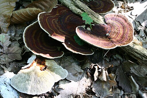 Rötender Blätterwirrling, Daedaleopsis confragosa