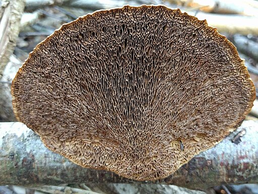 Rötender Blätterwirrling, Daedaleopsis confragosa