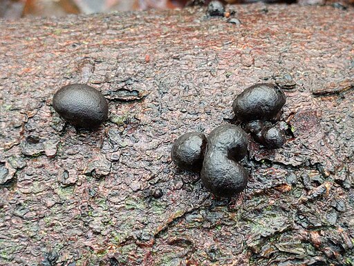 Kohlen-Kugelpilz, Daldinia concentrica