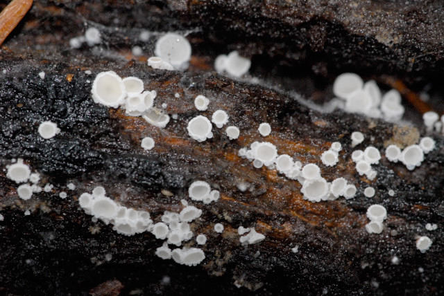 Schneeweißes Haarbecherchen, Dasyscyphella nivea
