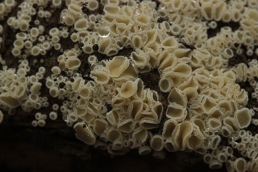 Schneeweißes Haarbecherchen, Dasyscyphella nivea