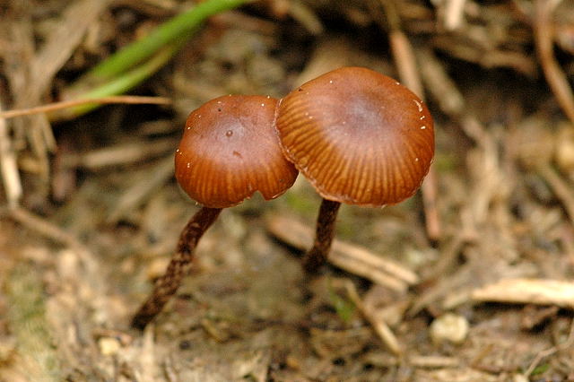 Trockener Kahlkopf, Deconica montana