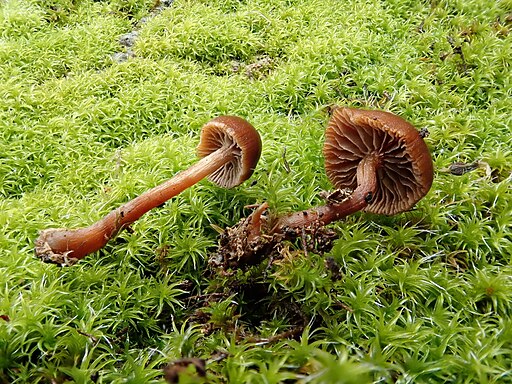 Trockener Kahlkopf, Deconica montana