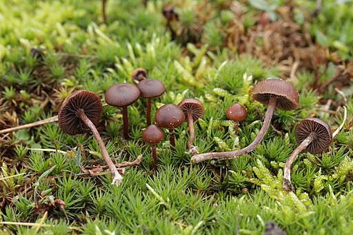 Trockener Kahlkopf, Deconica montana
