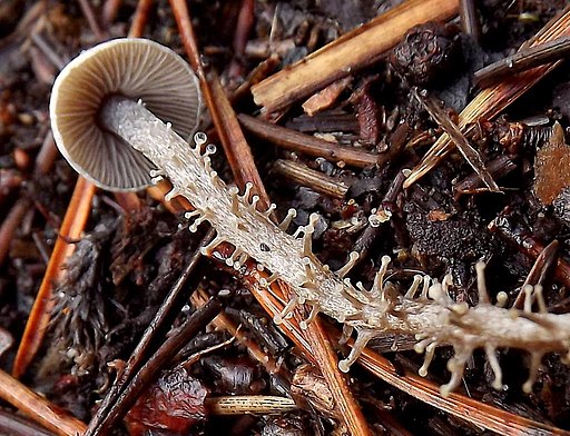 Traubenstieliger Sklerotienrübling, Dendrocollybia racemosa