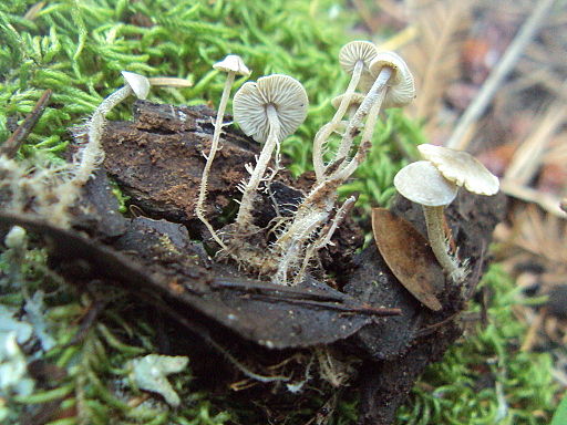 Traubenstieliger Sklerotienrübling, Dendrocollybia racemosa