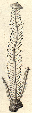 Traubenstieliger Sklerotienrübling, Dendrocollybia racemosa