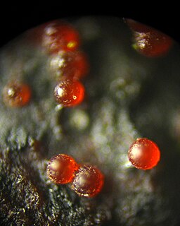 Aufsitzender Pustelpilz, Dialonectria episphaeria