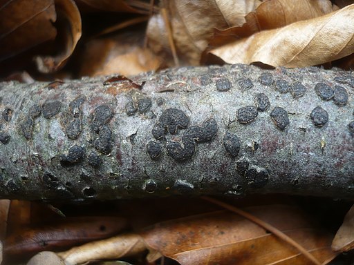 Buchen-Eckenscheibchen, Diatrype disciformis