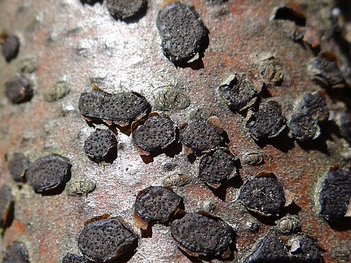 Buchen-Eckenscheibchen, Diatrype disciformis