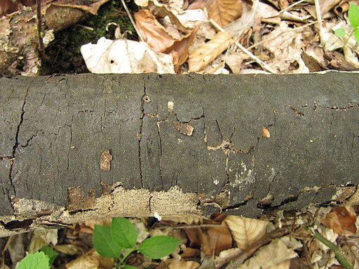 Flächiges Eckenscheibchen