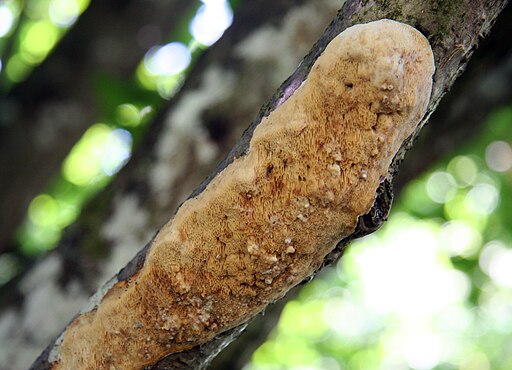 Schwärzender Porling, Dichomitus campestris