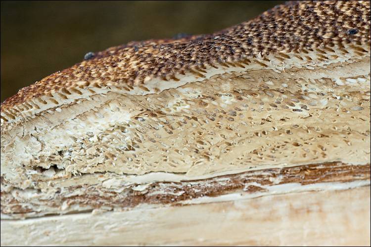 Schwärzender Porling, Dichomitus campestris
