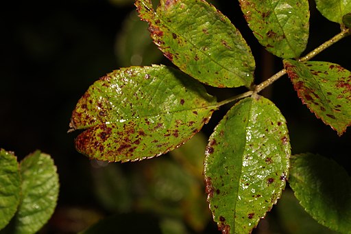 Sternrußtau, Diplocarpon rosae