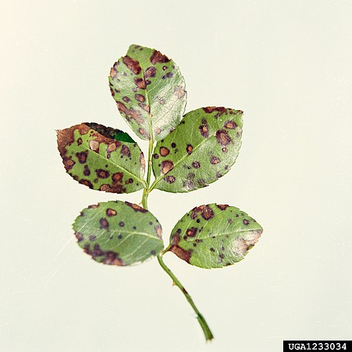 Sternrußtau, Diplocarpon rosae