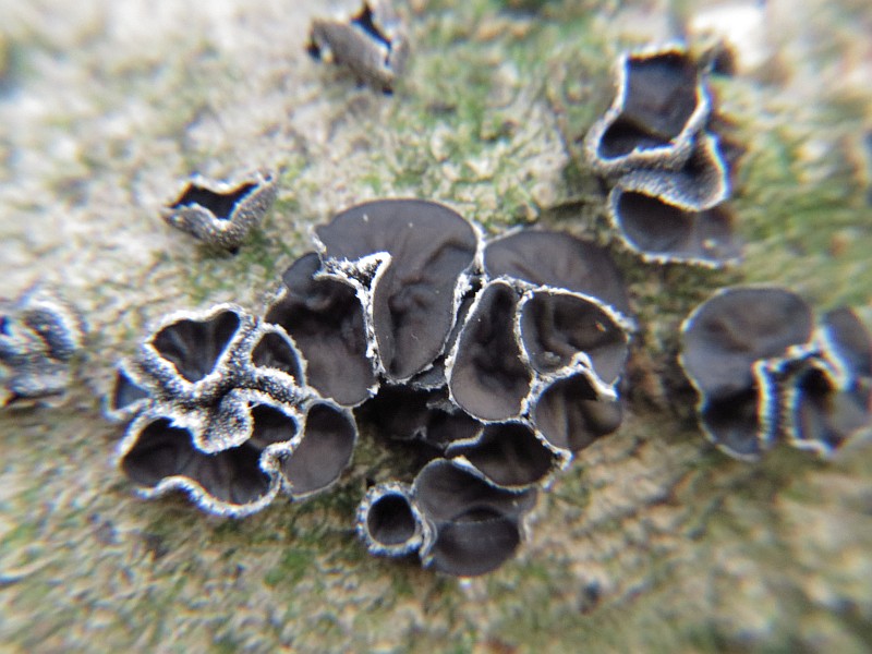 Pappel-Kleiebecherling, Encoelia fascicularis