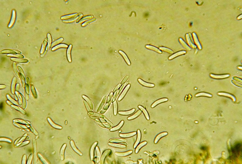 Pappel-Kleiebecherling, Encoelia fascicularis