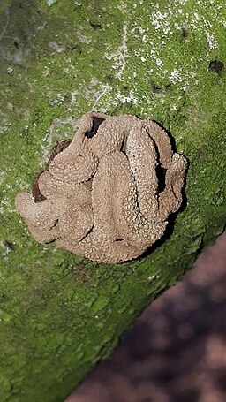 Hasel-Kleiebecherling, Encoelia furfuracea