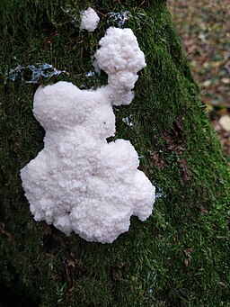 Stäublings-Schleimpilz, Enteridium lycoperdon