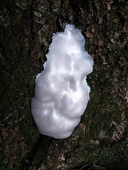 Stäublings-Schleimpilz, Enteridium lycoperdon