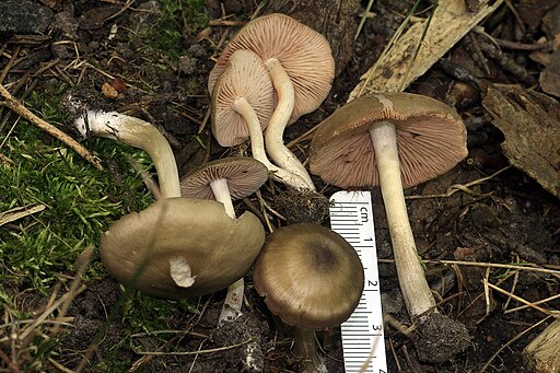 Schild-Rötling, Entoloma clypeatum