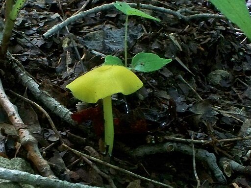 Braungrüner Zärtling, Entoloma incanum