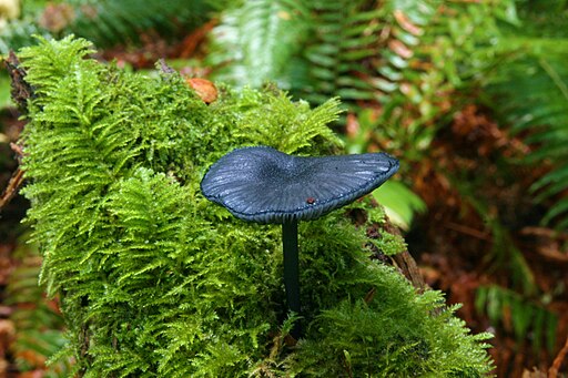 Stahlblauer Rötling, Entoloma nitidum