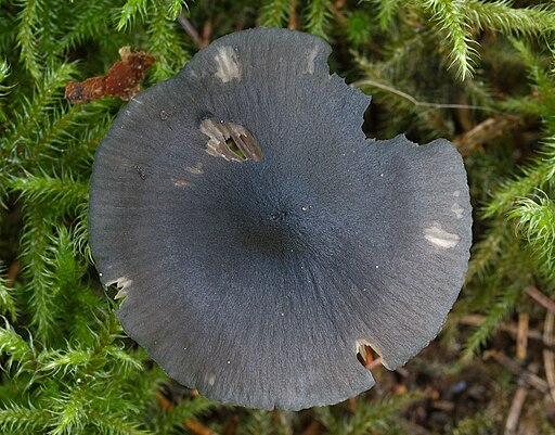 Stahlblauer Rötling, Entoloma nitidum