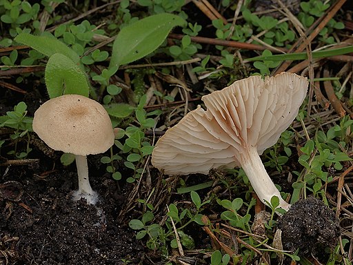 Fahler Nabel-Rötling, Entoloma pallens